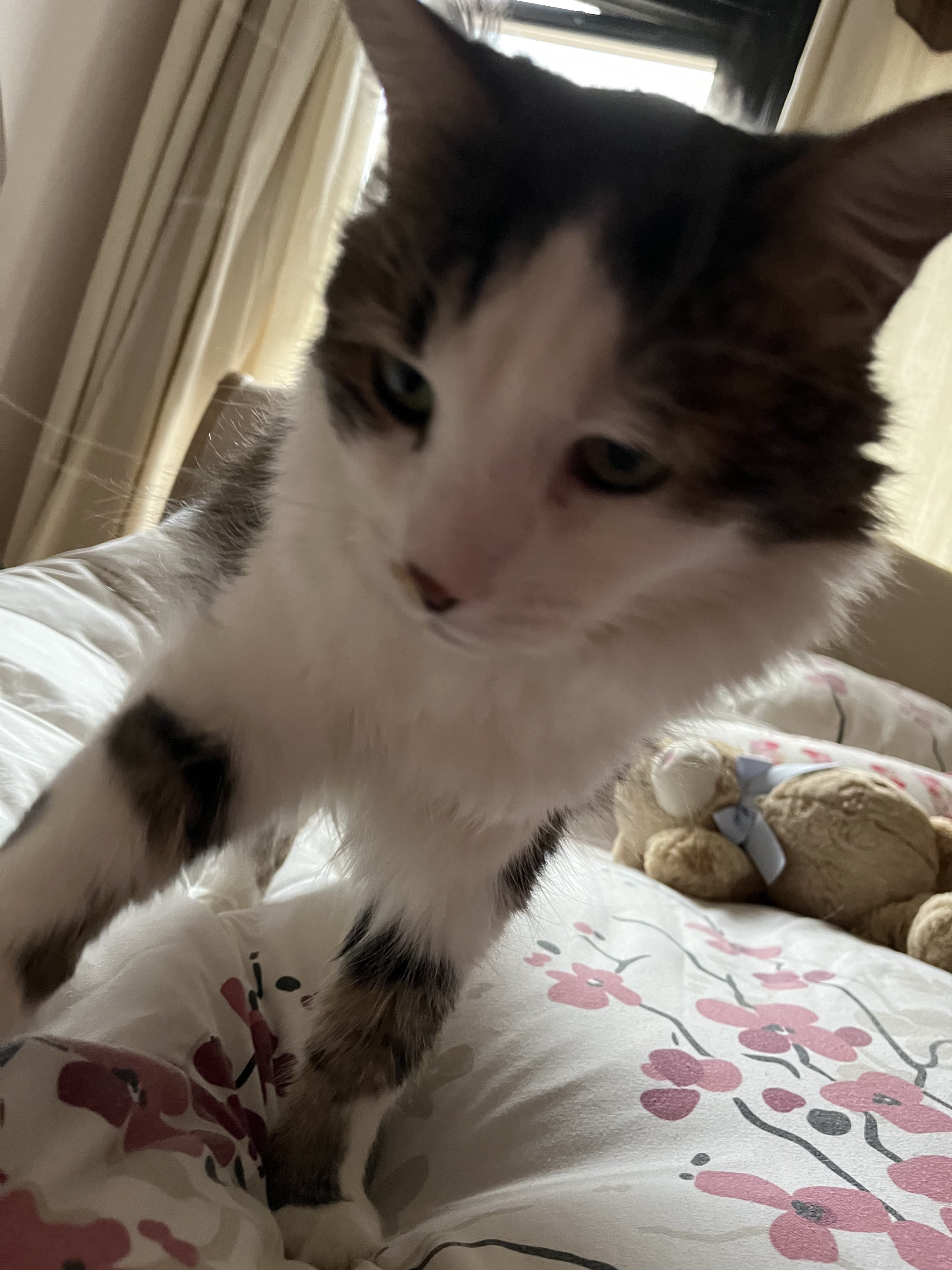 cat